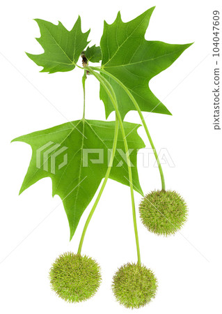 branch of sycamore plane tree isolated on white bacground. Top view. Flat lay 104047609