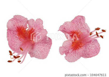 Aesculus x carnea or red horse chestnut isolated on white background. Top view. Flat lay 104047611