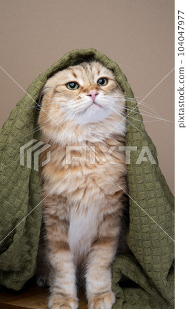 fluffy siberian cat covered with blanket 104047977