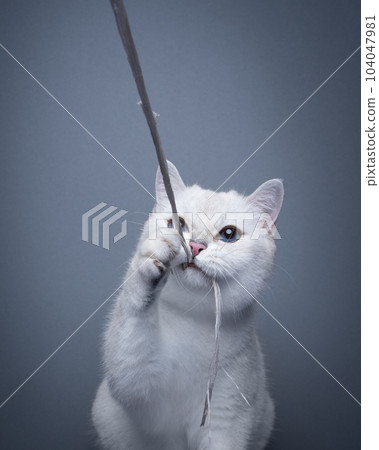 white cat playing catching string with mouth 104047981