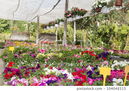 Flowers in greenhouse Flowers in greenhouse 104048315