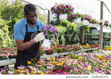 Florist man working in greenhouse Florist man working in greenhouse 104048341