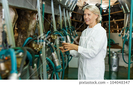 Farm milkmaid in bathrobe in barn with automatical cow milking machines Farm milkmaid in bathrobe in barn with automatical cow milking machines 104048347
