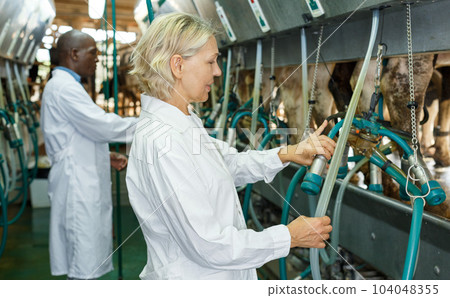 Woman milkmaid and man in barn working with cow milking machines Woman milkmaid and man in barn working with cow milking machines 104048355
