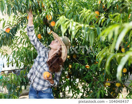 Woman farmer harvesting peaches 104048437