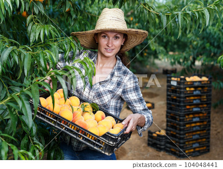 Woman holding box with harvested peaches Woman holding box with harvested peaches 104048441