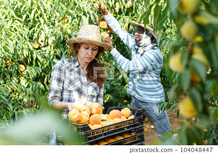 Woman farmer putting peaches in boxes 104048447