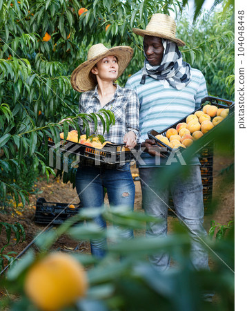 Couple holding boxes with peaches 104048448