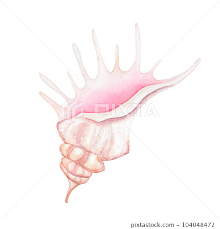 spiral sea shell 104048472