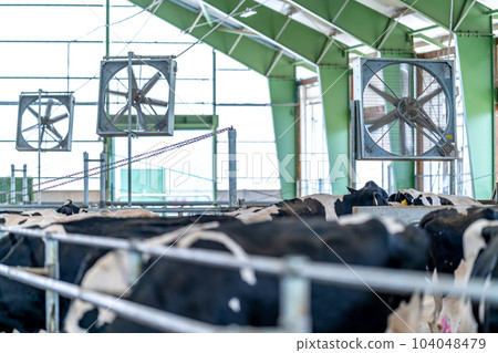 ventilators for recuperation in the cowshed on the farm ventilators for recuperation in the cowshed on the farm 104048479