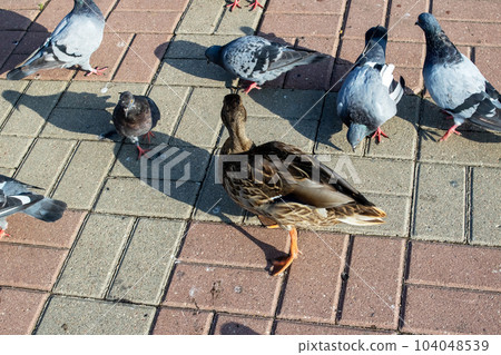 Ducks on the sidewalk in an autumn park Ducks on the sidewalk in an autumn park 104048539