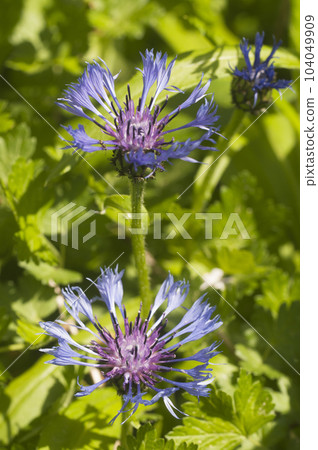 Mountain cornflower (mountain cornflower) flower on a green background 104049909