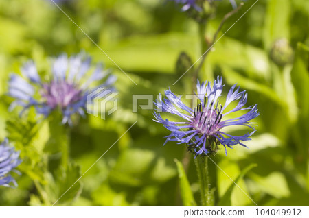 Mountain cornflower (mountain cornflower) flower on a green background, Mountain cornflower (mountain cornflower) flower on a green background, 104049912