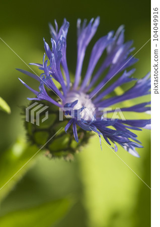 Mountain cornflower (mountain cornflower) flower on a green background Mountain cornflower (mountain cornflower) flower on a green background 104049916