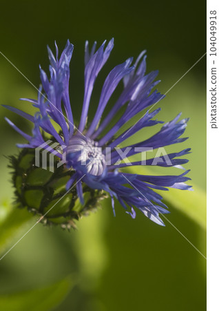 Mountain cornflower (mountain cornflower) flower on a green background Mountain cornflower (mountain cornflower) flower on a green background 104049918