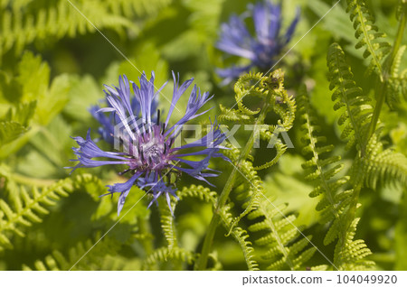 Mountain cornflower (mountain cornflower) flower on a green background 104049920