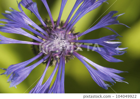Mountain cornflower (mountain cornflower) flower on a green background 104049922