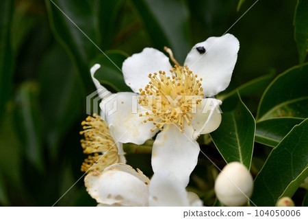 Iju's flower 104050006