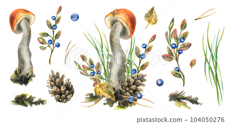 A set of forest mushrooms, boletus, and blueberries, twigs, cones, leaves. Watercolor illustration, hand drawn. Isolated on a white background 104050276