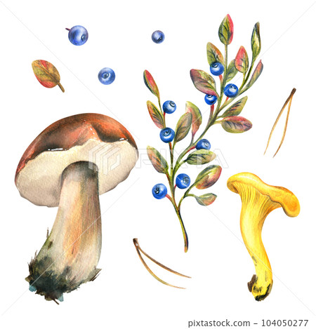 A set of forest mushrooms, boletus, chanterelles and blueberries, lingonberries, twigs, cones, leaves. Watercolor illustration, hand drawn. Isolated on a white background. A set of forest mushrooms, boletus, chanterelles and blueberries, lingonberries, twigs, cones, leaves. Watercolor illustration, hand drawn. Isolated on a white background. 104050277