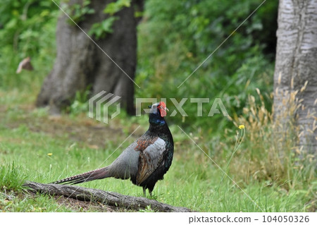 pheasant pheasant 104050326