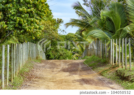 Dirt road through the rural area in Bahia 104050532