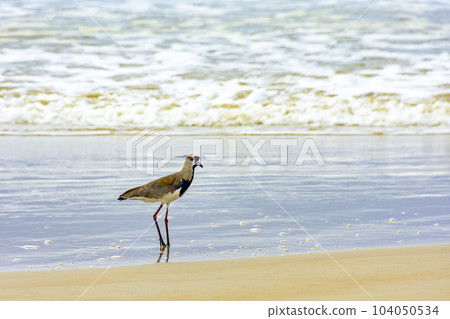 Southern Lapwing walking on the beach water Southern Lapwing walking on the beach water 104050534