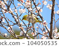 White-eye and plum 01 104050535