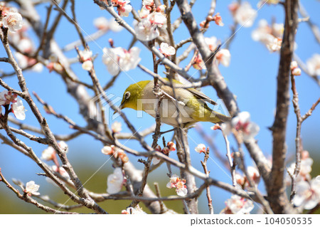 White-eye and plum 01 104050535