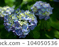 Hydrangea Park 01 104050536
