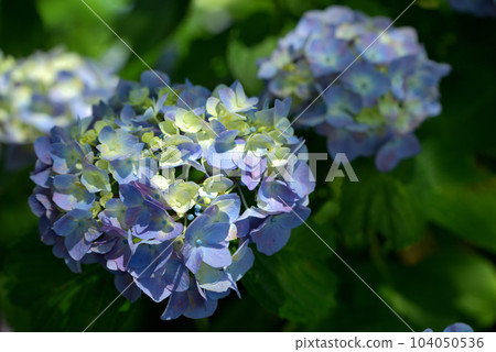 Hydrangea Park 01 104050536