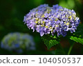 Hydrangea Park 02 104050537