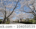 Cherry blossoms in Kannon pond park 104050539
