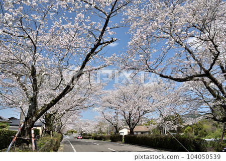 櫻花在Kannon池塘公園 櫻花在Kannon池塘公園 104050539