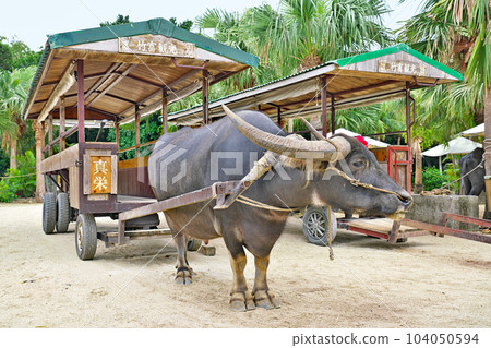 【竹富島水牛車】 【竹富島水牛車】 104050594