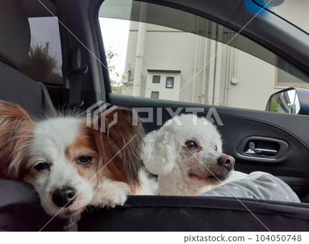 Get in the car and go to the park. Dogs going for a walk, Bichon Frize and Papillon 104050748