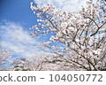 Cherry blossoms in blue sky 104050772