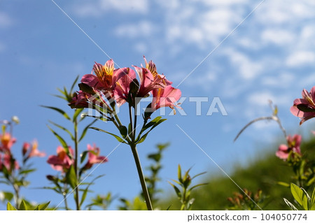 Pink Casablanca 104050774