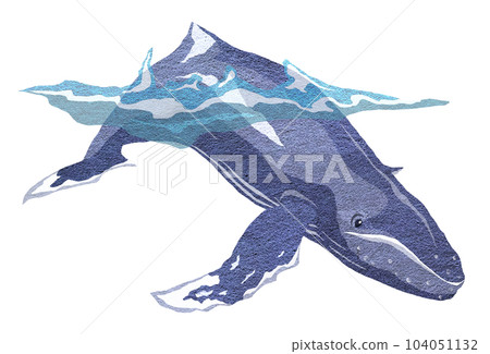 一隻放鬆的鯨魚的插圖 104051132