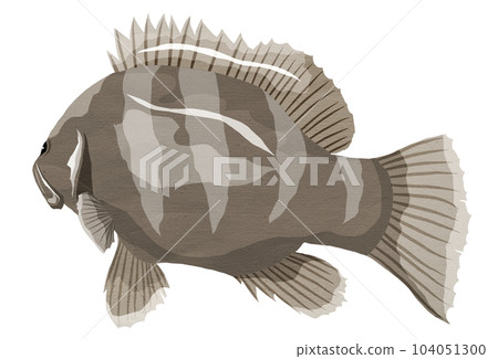 水彩風格石斑魚的插圖 104051300