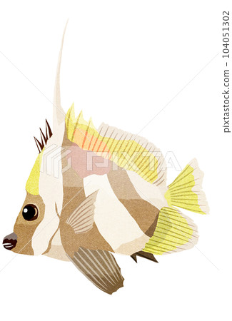 Illustration of grouper Illustration of grouper 104051302