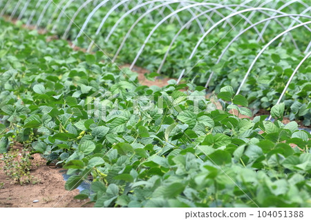 Edamame field (Noda City, Chiba Prefecture) 104051388