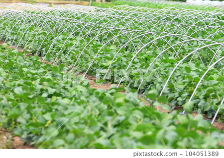 Edamame field (Noda City, Chiba Prefecture) Edamame field (Noda City, Chiba Prefecture) 104051389