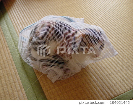 A cat put in the net for going to the hospital A cat put in the net for going to the hospital 104051445
