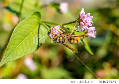 Mizosoba flower and wasp Mizosoba flower and wasp 104051523