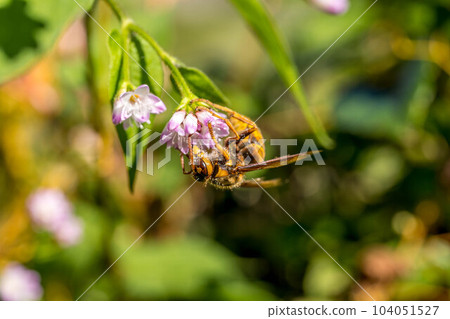 Mizosoba flower and wasp 104051527