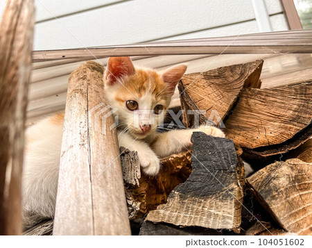 A kitten relaxing on a stack of firewood ~ Kuu ~ A kitten relaxing on a stack of firewood ~ Kuu ~ 104051602