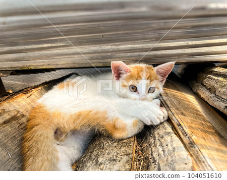 A kitten relaxing on a stack of firewood ~ Kuu ~ A kitten relaxing on a stack of firewood ~ Kuu ~ 104051610