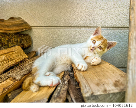 A kitten relaxing on a stack of firewood ~ Kuu ~ A kitten relaxing on a stack of firewood ~ Kuu ~ 104051612