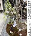 盛開在庭院裡的櫻花芽 104051827